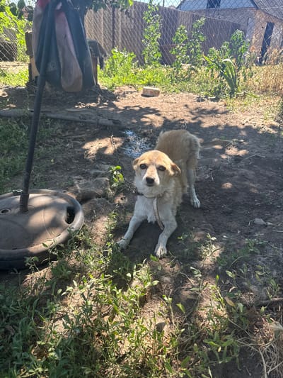 A light-colored dog is lying on the ground in an outdoor setting. The dog is looking up at the camera with its head tilted slightly. Its eyes are dark and round, and it has a light-colored collar around its neck. The ground beneath the dog is dirt and dry grass, with some small green plants growing in patches.
In the background, there is a chain-link fence and some greenery. A dark-colored object that resembles a large plastic bucket or container is in the lower right portion of the frame, partially obscured by the dog and some plants. There is also a black pole extending into the frame from the lower left, which appears to be attached to something out of view. A chain is visible on the ground near the dog, connected to its collar and disappearing off-frame.
The lighting suggests it is daytime, with sunlight casting shadows on the ground, indicating a sunny day. The overall scene appears to be a yard or open area, possibly in a rural or semi-rural location given the natural elements and fencing. There is no visible text in the image. The dog's expression could be interpreted as curious or alert.
