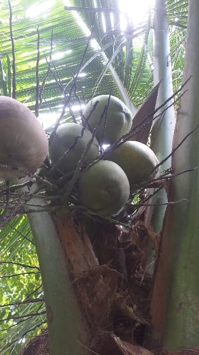 A vertical, close-up photograph captures a cluster of six coconuts growing on a palm tree. Five of the visible coconuts are light green, suggesting a state of immaturity or freshness, while the coconut positioned on the far left exhibits a light brown hue. These coconuts are attached to the trunk at the base of the fronds, where dark brown, fibrous material is visible. The light-colored, smooth bark of the palm trunk is prominent on the right side of the frame. Bright, overhead sunlight filters through the dense, green canopy of palm fronds in the upper portion of the image, causing lens flare and strong backlighting. The scene is outdoors, indicative of a tropical environment. No human subjects or animals are present. The user states the location is Serdang, Indonesia; this geographical information cannot be verified visually from the image content.