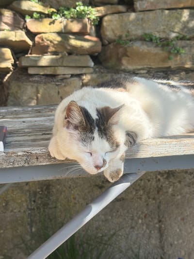 A cat with white and brown fur is lying on a weathered wooden plank surface. The cat's eyes are closed, and it appears to be sleeping or resting. To the cat's left is a roughly-built stone wall with some greenery growing on it. Adjacent to the wood is a gray metal railing. The background is a gray concrete surface. The scene is lit by bright sunlight. The location is Novogortsi, Bulgaria.