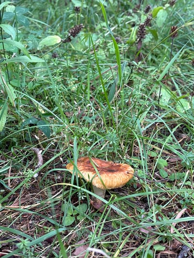 A single mushroom with a brown, textured cap and a light-colored stem is centered in a forest floor environment. The mushroom is partially obscured by blades of green grass and dry leaves. The background consists of more dense greenery, including various types of plants and grasses, with some darker, seed-like structures visible among them. The lighting suggests an overcast day, with soft, diffused light. The location of Pavlovskaya Sloboda, Russia, is a rural area with natural landscapes, consistent with this scene.