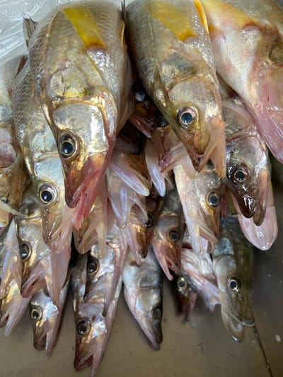 The image displays a close-up, overhead view of a pile of freshly caught fish. The fish are mostly whole, with their heads facing upwards and their bodies cascading downwards. Their scales are iridescent, reflecting a mix of silver, gold, and pink hues. Some of the fish have prominent yellow dorsal fins. Their mouths are slightly agape, revealing small teeth and pinkish interiors. The eyes are dark and round, some appearing glassy. The overall impression is of a recent catch, likely displayed for sale or preparation.
The specific location in San José de Barlovento, Venezuela, is not discernible from the image itself. However, given the subject matter, it is plausible that this scene is taking place in a local market, a fishing village, or a seafood vendor's stall within or near the city. San José de Barlovento is situated in a region known for its proximity to the sea and freshwater bodies, making fishing a significant activity. The metallic surface beneath the fish suggests a preparation or display area, possibly a stainless steel table or counter commonly found in such settings. The lighting appears to be ambient, possibly from overhead sources, creating reflections on the wet scales of the fish. No people are visible in the frame.