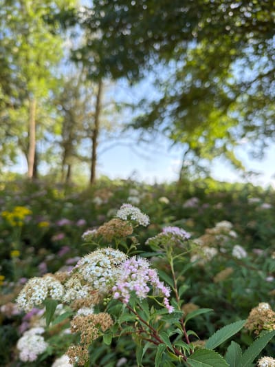 The image is a close-up, low-angle shot of a blooming flower bush with small white and light pink flowers in the foreground. The flowers are clustered on slender stems, some of which are a reddish-brown color. Behind the flowering bush, the background is blurred, showing more of the same type of foliage and other flowers in shades of pink and yellow. Further in the distance, out-of-focus trees with green leaves are visible against a light blue sky. The overall impression is that of a lush, natural outdoor setting. The location is the city of Heijen, Netherlands. There are no people or animals visible in the image. The scene depicts a tranquil, natural environment, likely a garden or park, during a sunny day.