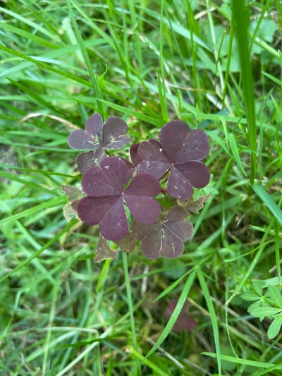 A close-up, eye-level shot captures a cluster of deep purple shamrocks nestled amongst vibrant green grass. The shamrocks, with their distinctive heart-shaped leaves, are the central focus of the image. The grass, varying in length and shade, provides a soft, natural backdrop. The lighting suggests an outdoor, daytime setting. The image is taken in the village of Barsuki, Russia.
