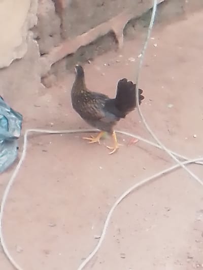 The image shows a chicken standing on a reddish-brown surface in Alayi, Nigeria. There is a white rope on the ground, partially encircling the chicken. A piece of blue and gray plastic is visible on the left side of the frame. The background features a wall and some debris.