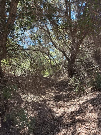 The image depicts a sun-dappled pathway through a wooded area, likely within the city of Aliso Viejo, United States. The ground is covered in a thick layer of fallen leaves and dry brush, with shadows cast by the surrounding trees. The trees are dense, with gnarled branches and a mix of green foliage and bare twigs, suggesting a natural, possibly wild setting. The sky visible through the canopy is a bright blue. There are no people or animals visible in the scene. The overall impression is one of a quiet, secluded natural environment.