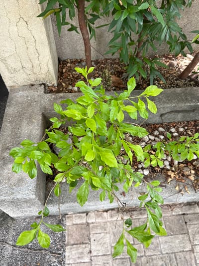 The image depicts a small, vibrant green plant with multiple branches and leaves growing in a concrete planter box. The planter box appears to be made of rough concrete and is filled with dark soil and small stones. The plant's leaves are bright green and glossy, with some older leaves appearing slightly darker. The branches are thin and brown, with some visible dried leaves on the ground around the plant. In the background, a larger tree with darker green leaves and a reddish-brown trunk is visible, also growing from the planter box. A textured, pale concrete structure with visible cracks is to the left of the planter. The ground outside the planter consists of light gray interlocking concrete pavers. The scene suggests an outdoor urban setting, possibly a garden or a landscaping feature in Quezon City, Philippines, given the general appearance of the concrete structures and vegetation common in such environments. There are no people or animals present in the image.