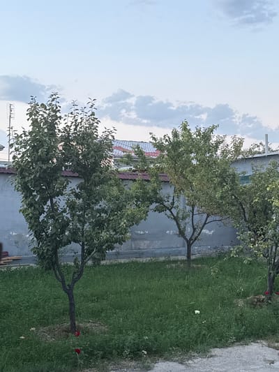 This image captures a serene outdoor scene in Sardoba, Uzbekistan. In the foreground, a lush green lawn is dotted with a few sparse flowers, one red rose blooming prominently near the base of a young tree with dark bark. The tree, with its branches reaching towards the sky, is a central focus. To its right, two other trees with fuller foliage are visible, their branches extending across the frame. Behind the trees, a grey concrete wall forms a backdrop. Above the wall, red-tiled roofs of buildings are discernible, suggesting a residential or community area. The sky above is a pale blue, adorned with scattered white clouds, indicating a gentle, possibly late afternoon or early evening atmosphere. The overall environment appears to be a quiet, well-maintained yard or garden.