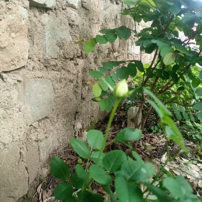 The scene is an outdoor setting located within the city of Kimorori/Wempa ward, Kenya. On the left, a vertical wall constructed from irregularly shaped, light-colored, rough-hewn stone or concrete blocks with visible mortar lines occupies the frame. To the right of the wall, a plant with small, ovate, dark green leaves is prominent in the foreground and midground. A single, undeveloped, light yellow-green flower bud, approximately 1.5 cm in length, extends upwards from a slender stem near the center of the image. Behind this, a denser green shrub with numerous small, elliptical leaves and visible branches is present. The ground beneath the foliage consists of dark soil with scattered dry leaves and minimal ground cover. A small, light-colored, rectangular object, possibly a stone or marker, is partially visible on the ground beneath the foliage. No individuals, animals, or specific actions are depicted. The lighting indicates natural daylight conditions.