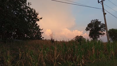 This is a landscape photograph of a cornfield at dusk, likely taken in a rural area near the city of Gresik, Indonesia, given the presence of a utility pole and overhead wires common in such regions. The foreground is dominated by a dense field of corn stalks, some of which have begun to dry out and turn brown, while others remain green. Behind the cornfield, several trees are visible, silhouetted against a sky filled with soft, peachy-colored clouds. The setting sun casts a warm glow on the clouds. A tall, grey utility pole with electrical wires stretching across the frame is situated on the right side of the image. The overall impression is one of a tranquil rural evening. There are no people or animals present in the scene.