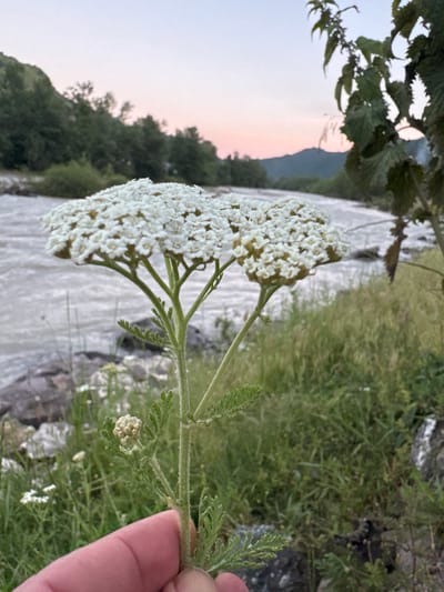 A close-up, eye-level, outdoor shot features a person's hand holding a delicate white yarrow flower against a backdrop of a flowing river and mountainous terrain at dusk. The river, appearing muddy, runs from the left to the right of the frame. The riverbank is lined with green grass and rocks. In the background, distant mountains are silhouetted against a soft pink and purple sky, indicating the time of day is either sunrise or sunset. The yarrow flower, the primary subject, is a cluster of tiny white florets arranged in a flat-topped umbel. The flower's stem is green and leafy, with smaller buds visible near the main bloom. The hand holding the flower is positioned at the bottom left of the image, showing a portion of the thumb and fingers. The overall scene conveys a sense of natural beauty and tranquility in a rural or wilderness setting, likely near the city of Kamennomostsky, Russia, given the terrain and vegetation.