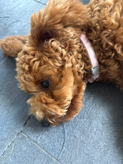 A reddish-brown, curly-haired dog, likely a poodle or doodle breed, is the main subject of the image. The dog is lying on a light gray or bluish-gray tiled floor, with its head turned towards the viewer. It is wearing a pink collar with a gray plastic buckle visible around its neck.
One dark eye of the dog is open and visible, looking towards the camera, with some darker staining around the eye area. Its black nose is also in view at the edge of the frame. The dog's curly fur covers most of its body, with an ear partially visible beneath the curls.
The dog appears to be resting or relaxing peacefully on the tiled surface, which has visible grout lines. The scene is illuminated by ambient light, suggesting it is daytime. There are no other distinct objects or subjects visible, and no text is present in the image. The setting is in Marum, Netherlands.