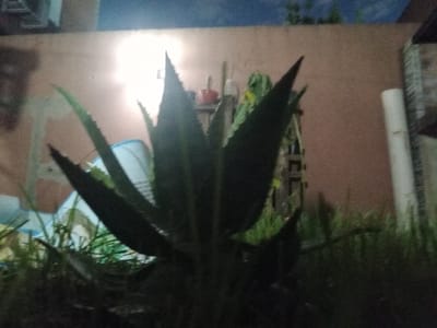 A close-up shot features a green plant with long, pointed leaves, possibly an aloe vera, positioned centrally. The leaves are densely clustered, casting shadows. A second, smaller plant with thin, needle-like leaves is behind the main one. The background includes blurred objects. A white tube and a checkered item are seen on the left, a reddish object in the center, and a patterned surface on the right.