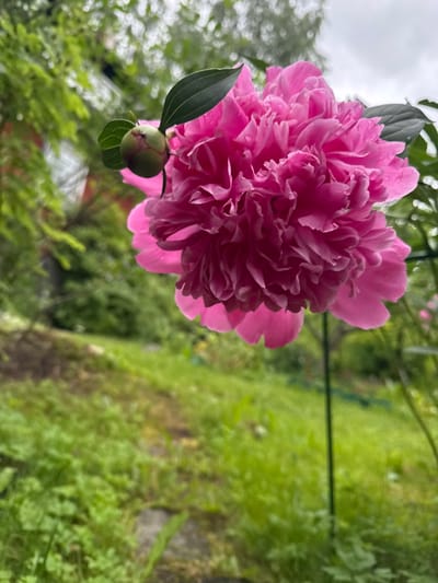 This is a close-up, eye-level, outdoor shot of a vibrant pink peony flower with its bud in focus, set against a blurred backdrop of greenery and a cloudy sky. The flower's petals are ruffled and layered, with hints of lighter pink and white. A single, green bud is positioned to the left of the main bloom, partially enclosed by green sepals and a leaf. The background features lush green foliage, a hint of a red structure in the upper left, and a blurry path or ground covering. A dark, thin stake is visible vertically on the right side of the frame. The image does not contain any people or indications of the city of Pobeda, Russia.