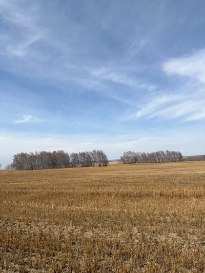 The image captures a wide, expansive landscape under a clear, bright sky. The scene is dominated by a vast, golden-brown field, appearing to be covered in stubble or dry stalks, suggesting a recent harvest. The field extends from the foreground into the midground, showing varying textures across its surface.
A distinct line of deciduous trees, currently bare of leaves, stretches horizontally across the middle distance, forming a natural boundary between the field and the distant horizon. The trees have a silvery-brown appearance, indicative of late autumn, winter, or early spring. Beyond this line of trees, another section of the field or perhaps a distant forested area is visible.
The sky above is a pale, clear blue, adorned with wispy, diffused white clouds that stretch across the expanse, adding depth and texture to the upper portion of the frame. The lighting suggests it is daytime, with bright, even illumination across the landscape. There are no visible people, animals, or specific activities taking place, creating a serene and quiet atmosphere. The image conveys a sense of open space and natural beauty, characteristic of rural areas. No visible text is present in the image. The location is specified as Шошино, Russia.