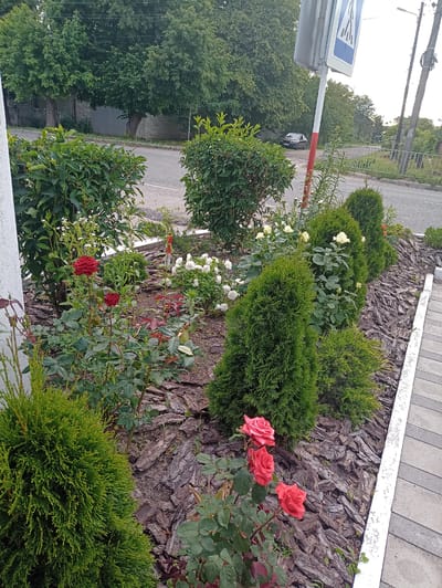 The image captures a roadside planting bed featuring a variety of greenery and flowers. Prominently displayed are several small, cone-shaped evergreen shrubs, some of which appear to be Juniper or Thuja. Interspersed among these are rose bushes, with one cluster of three vibrant red roses in sharp focus in the foreground, and other red and white roses further back. The ground cover in the planting bed consists of rough, dark bark mulch.
To the left of the planting bed, a tall pole with electrical wires and a traffic sign is visible. The sign is blue and white and features a pedestrian crossing symbol. A white pole with red stripes supports the sign. Behind the planting bed, a paved road can be seen, with a parked black car partially visible. Beyond the road, there are trees and a brick wall. The overall scene suggests an outdoor setting, likely a sidewalk or roadside area, with the landscaping designed to enhance the visual appeal. The lighting suggests it is daytime, with overcast conditions, as there are no harsh shadows. The location context indicates Shostka, Ukraine. There is no discernible activity or event taking place, as the image appears to be a still shot of the landscape.