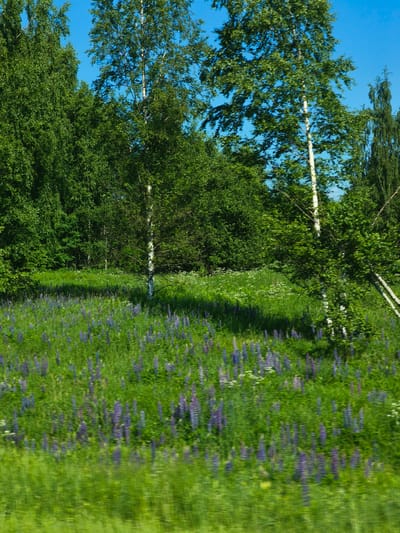 A bright, sunny day scene in Makaryev, Russia, features a lush green meadow dotted with vibrant purple lupine flowers. The meadow is bordered by a dense forest of various trees, including tall birch trees with white bark. The sky above is a clear, brilliant blue. The overall impression is one of natural beauty and tranquility.