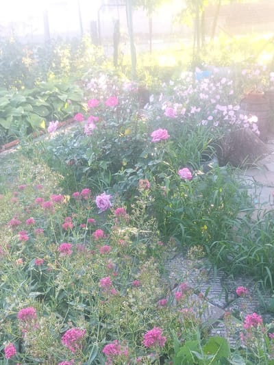 The image depicts a vibrant garden filled with various pink and purple flowers, predominantly roses and what appear to be clusters of smaller pink blossoms. The garden is lush with green foliage and tall grasses. In the background, there are glimpses of trees and a fence, suggesting an outdoor setting in a residential or rural area. The lighting indicates it is daytime, possibly late afternoon, with a soft, diffused sunlight casting a warm glow over the scene. The ground is a mixture of soil and stone paving. The overall impression is one of a well-tended, blooming garden.