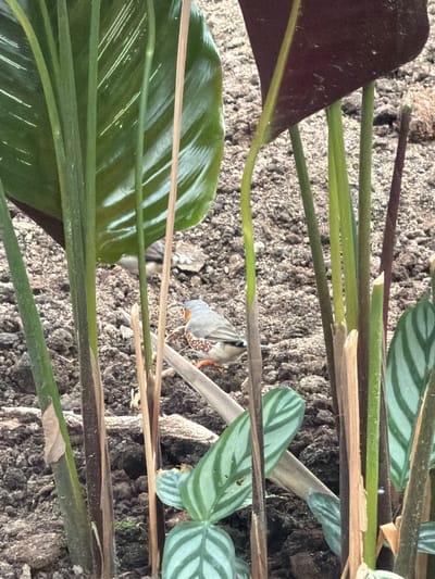 The image shows a pair of zebra finches on the ground among plants. One finch is in the foreground, facing right, with orange spots on its flanks and an orange beak. The other finch is partially visible behind the foreground finch, facing left. The ground is covered in soil, small rocks, and leaf litter. Several green plant stems and leaves are prominent, obscuring parts of the scene. The lighting suggests an outdoor environment, possibly a garden or aviary. There is no indication of the city of Akatovo, Russia, in the image itself.