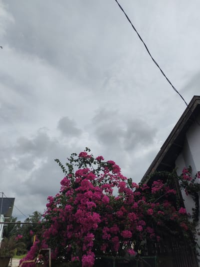 A medium-shot, low-angle, full-color, outdoor photograph shows a vibrant bougainvillea plant with fuchsia-colored flowers in full bloom. The plant dominates the lower-left and central portions of the frame, its dense foliage and numerous blossoms creating a lush, colorful display. To the right of the bougainvillea, the corner of a white building with a dark, slanted roof is visible, partially obscured by the plant. A dark power line runs diagonally across the upper-right portion of the sky.

The sky above is overcast with heavy, dark gray clouds, suggesting a cloudy or potentially rainy day. The light is diffused and dim, typical of an overcast environment. In the background, to the far left, a glimpse of another building with a dark roof and pale walls can be seen, along with some greenery including palm trees, hinting at a tropical or subtropical location. The overall mood of the image is one of natural beauty juxtaposed with man-made structures under a moody sky. No people are visible, and no text is present. The setting appears to be a residential or semi-urban area in Tanjongteungkuali, Indonesia, given the architectural style and vegetation. The time of day is difficult to ascertain precisely due to the overcast conditions, but it is likely daytime.