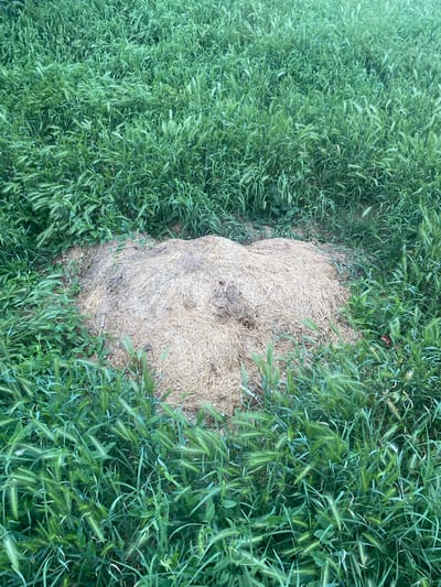 A small, rounded pile of dried straw is visible in the center of the frame, partially obscured by lush green grass and tall weeds. The straw appears to be damp and matted in places, suggesting recent exposure to moisture. The surrounding vegetation is dense and unkempt, with individual blades of grass and seed heads clearly distinguishable. The lighting suggests an outdoor setting, possibly a rural area or a park, under natural daylight. The image does not provide any specific details about the location in Kurskaya, Russia.