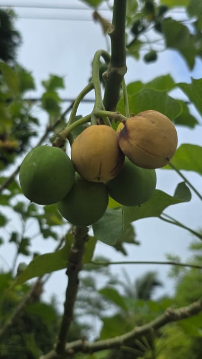 In Pante Aree, Indonesia, a cluster of five round fruits is attached to a green stem and surrounded by leaves. Two of the fruits are yellowish-brown, while the remaining three are green. The sky is visible in the background.