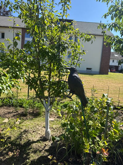 The image depicts a garden scene on a sunny day, likely in Bad Oeynhausen, Germany. In the foreground, a black crow effigy is perched on a green stake, positioned next to a young tree with white-painted bark. The tree has lush green leaves and is casting a shadow on the garden bed. The garden itself contains various plants, including what appears to be a blueberry bush with small green and developing berries. In the background, a light-colored building with a dark, tiled roof is visible, suggesting a residential area. A wire fence separates the garden from a grassy area behind it. The overall environment is well-lit, with clear blue skies overhead. There are no people or animals present in the image, only the static elements of the garden and surrounding buildings.