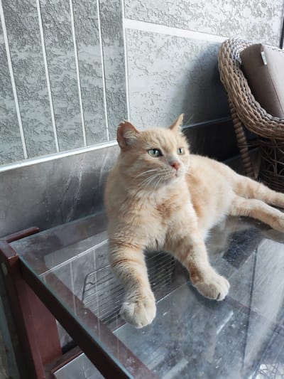 A light orange tabby cat with green eyes is lying on a glass-topped table outdoors. The cat is looking to the right of the frame, its body stretched out. In the background, there is a textured grey wall with vertical white stripes, and a wicker chair with a brown cushion. The scene appears to be in a backyard or patio area, possibly during daylight hours. The cat seems relaxed and alert. There is a small white tag with black text visible on the wicker chair cushion.