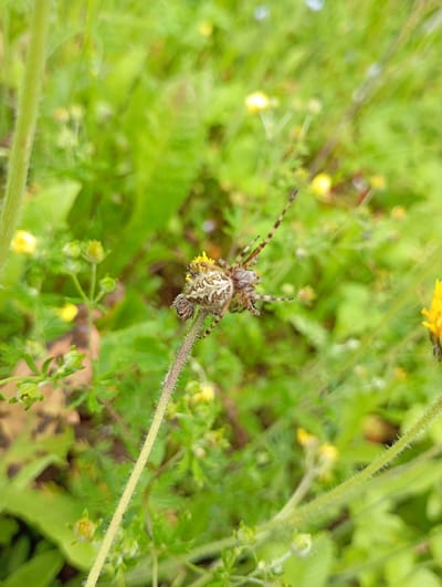 A close-up shot captures a spider on a thin, hairy green stem, surrounded by a blur of lush green foliage and small yellow wildflowers. The spider, facing left, has a patterned abdomen with white markings and dark stripes on its legs. Its body is textured, and it appears to be positioned on a flower with yellow petals. The background is a soft focus of green leaves and hints of yellow and blue flowers, suggesting a natural outdoor setting. The lighting indicates it's daytime, possibly overcast given the soft light and lack of harsh shadows. The location context is Detkino, Russia. No text is visible in the image.