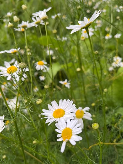 A close-up, slightly blurred, vertical outdoor shot captures a dense field of daisies, with a focus on several white-petaled flowers with yellow centers. Some flowers are in full bloom, while others are developing buds. The background is a soft green blur of more daisies and foliage, suggesting a natural setting. There are no people or man-made objects visible in the image. The scene is likely located in Glinovka, Kazakhstan, based on the prompt.
