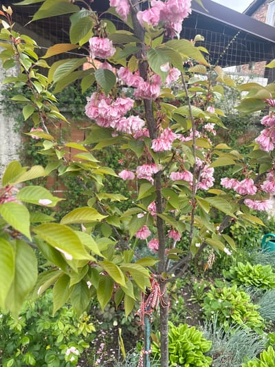 A medium-angle, high-perspective shot focuses on a tree branch laden with light pink, multi-petaled blossoms and light green leaves. The branch, running horizontally through the center of the frame, is partly decorated with a collection of colorful, braided cords and threads. Above and to the right, a garden bed is visible with various shades of green foliage and small white flowers scattered on the ground. The background is obscured by the foliage, with hints of other plants and structures. Part of a metal fence is visible to the upper left. The scene appears to be set outdoors, possibly in a garden or yard. There are no people or animals visible in the image. The location and specific details of Yoakim Gruevo, Bulgaria are not discernible from the photograph alone.