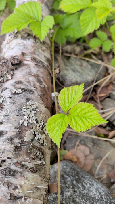 The image shows a close-up view of a young plant with bright green, serrated leaves growing near a fallen tree trunk in a natural outdoor setting. The tree trunk is rough and textured, with patches of lichen on its surface, and lies horizontally across the frame. The plant's stem is thin and has three compound leaves, each composed of three leaflets. In the background, rocks and dried leaves are visible, suggesting a woodland or forest floor environment. The overall lighting indicates daytime. The scene does not contain any people or identifiable man-made structures, and there is no context to place it within the city of Trofors, Norway.