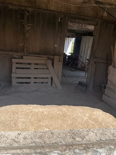 The image depicts the interior of a rustic, possibly abandoned, structure. The scene is dimly lit, with sunlight filtering in from an opening in the back, suggesting it is daytime. The overall atmosphere is one of disuse and dust.
Dominating the scene are various objects, including a red bicycle leaning against a wall, with a shovel resting on its handlebars. A wooden pallet lies on the floor in the foreground. The walls and ceiling appear to be constructed from rough wooden planks, heavily coated in dust and cobwebs, indicating a lack of recent activity. In the background, through an opening, a glimpse of the outdoors is visible, showing what might be trees or foliage under a bright sky.
The floor is covered in dirt and debris. To the right of the image, a large pile of what appears to be grain or a similar granular material is visible, separating the interior space from an exterior or another section of the building. The texture of this pile suggests it is a natural, possibly agricultural, material.
There is no visible text in the image. The location context provided is Laprakasy, Russia, which might imply the architectural style or building materials are typical of that region, though no specific cues are overtly present to confirm this. The scene evokes a sense of neglect and the passage of time, with no people present. The weather outside appears bright, contrasting with the shadowed interior.