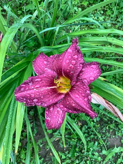 A close-up, top-down view captures a dark pink daylily with water droplets clinging to its petals. The flower's center displays a bright yellow stamen. Green, blade-like leaves surround the bloom, some also beaded with water. The background consists of a soft focus of greenery and dark soil. The scene is set outdoors in a garden, possibly in Nikul'skoye, Russia.