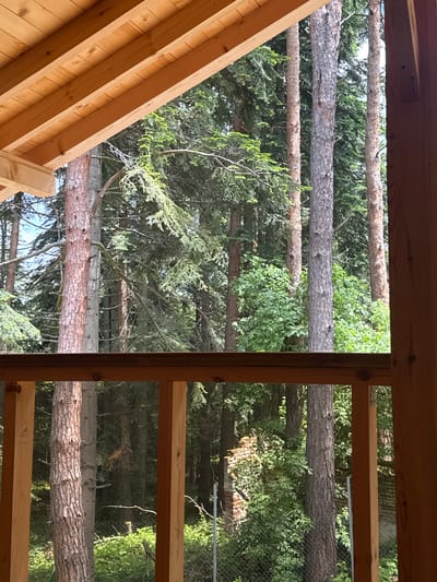 The image presents a view through two distinct wooden structures into a natural, forested environment. On the left side of the foreground, there's a close-up of light-colored, newly finished wooden beams and planks, forming an angled underside of a roof or eaves. On the right side, similar light-colored wooden frames create a vertical rectangular opening, resembling a window frame or part of a wall.
Beyond these wooden structures, the central and background elements are dominated by numerous large tree trunks, laid horizontally across the frame. These trunks vary in color from reddish-brown to grayish-brown, displaying coarse, textured bark. They appear to be stripped of branches and are arranged with spaces between them. Filling the gaps between the trunks and extending into the background is a dense expanse of green foliage, comprising both dark green conifer needles and patches of lighter green deciduous leaves. In the mid-to-far background, especially towards the right, a chain-link fence is partially visible, somewhat obscured by the foliage and logs.
The scene is illuminated by natural daylight, suggesting it is daytime. There are no people visible, and no specific activity is taking place; the image captures a static outdoor vista. The setting implies a rustic or natural environment, consistent with a forested region like Цигов чарк, Bulgaria. No visible text is present in the image.