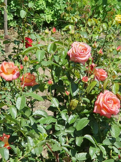 A sunlit, medium-angle shot captures a cluster of peach and pink roses in bloom, interspersed with rosebuds and lush green foliage. The roses exhibit a gradient of color, transitioning from a pale peach at their centers to a richer pink along their outer petals. Some roses are fully open, revealing their intricate layers, while others are still in bud form, their tightly furled petals promising future blooms. The surrounding leaves are a vibrant green, with some showing a slight sheen from the sunlight. The ground beneath the rose bushes is visible, appearing as dry soil with scattered debris. In the background, further greenery forms a dense backdrop. To the left of the frame, a rustic wooden post adds a touch of structure to the natural scene. The overall impression is one of a thriving garden, bathed in bright daylight. The image was taken in Novoivanivka, Ukraine.
