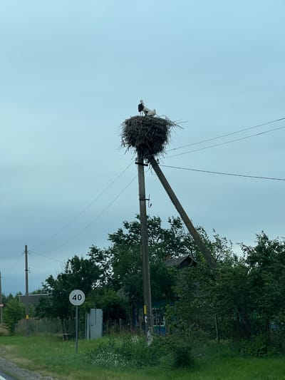 The image depicts a rural scene with a focus on a large bird's nest atop a utility pole in the village of Bagushevichi, Belarus. The nest, constructed from twigs and branches, houses at least three storks, two of which are clearly visible. The utility pole is a concrete structure with electrical wires extending from it. In the foreground, a speed limit sign indicating "40" is mounted on a pole, with a grassy roadside and lush green vegetation. Behind the pole and nest, several houses with dark roofs and blue siding are visible, partially obscured by trees and bushes. The sky is overcast and a pale blue-gray. The overall environment suggests a somewhat overcast day in a rural Belarusian settlement.