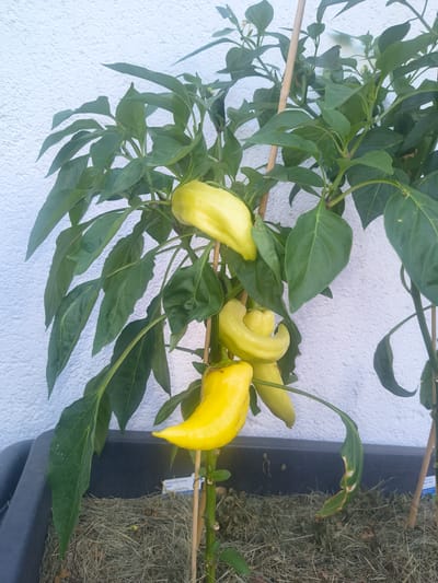 A close-up, eye-level shot captures a yellow pepper plant with multiple yellow peppers growing. The plant is supported by bamboo stakes and is situated in a dark grey planter filled with hay. In the background, a textured white wall provides a stark contrast to the vibrant green foliage and yellow peppers. The image appears to be taken outdoors in natural light. No people or animals are present in the scene. The planter is positioned near a white wall, suggesting an urban or suburban setting, possibly a garden or patio. Based on the details provided, the location is Reisbach, Germany.