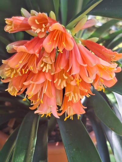 A close-up, vertical, eye-level shot shows a cluster of bright orange, bell-shaped flowers with yellow stamen. The flowers are densely packed together and hang downwards, with some water droplets visible on the petals. They are surrounded by dark green, strap-like leaves. The background is softly blurred, with hints of green foliage and lighter areas suggesting an outdoor environment. There is no indication of the specific location being in Lēdmane, Latvia.