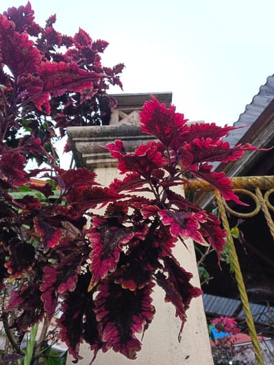 This image depicts an outdoor scene in Kyauk Hsoke, Myanmar. The primary subject is a plant with large, deeply variegated leaves, displaying shades of dark red, magenta, and deep purple, dominating the foreground and left mid-ground. The leaves exhibit ruffled or serrated margins with distinct color patterns, typically darker towards the center and brighter magenta at the edges.
In the background, a light grey, overcast sky is visible at the top. A weathered, light-colored concrete or stone pillar, featuring an ornate capital with carved detailing, is partially visible behind the foliage in the center-right. To the immediate right of this pillar, a section of a dark, corrugated metal roof is present. Further right and lower, a segment of a weathered, possibly rusted, wrought iron fence or gate with circular scrollwork is visible. A light-colored wall extends upwards from the lower-right, forming the base for visible structures. In the distant background, a blurred cluster of small, reddish-pink flowers on a separate plant is discernible. No individuals, actions, or direct interactions are visible.