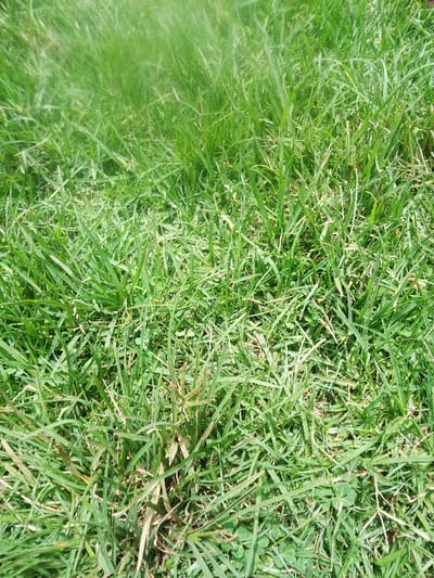 The image displays a close-up, ground-level view of a dense patch of green grass, located in Nachu ward, Kenya. The scene consists entirely of vegetation. Various types of grass blades are present, primarily vibrant green, with some lighter green and yellowish-brown stalks visible towards their bases, indicating some older growth or dried portions. A distinct clump of taller grass, exhibiting seed heads, is visible in the lower-left portion of the frame. The overall appearance suggests healthy, unmaintained ground cover. Natural daylight illuminates the scene. No individuals, animals, structures, or man-made objects are discernible within the frame. No actions or interactions are depicted.