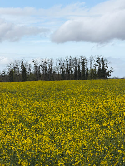 The image shows a field of bright yellow rapeseed flowers in Auvers-sur-Oise, France. A row of leafless trees, some with visible mistletoe, separates the field from a sky with a mix of blue and white clouds. The field extends to the right edge of the frame, while the sky and trees are on the left.