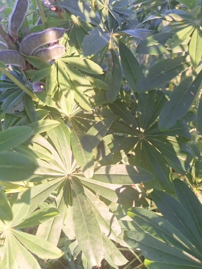 A close-up, eye-level shot captures the details of lupine plants in a natural setting. The focal point is a cluster of young lupine seed pods, fuzzy and green, emerging from the plant. Surrounding them are the characteristic palmate leaves of the lupine, their deep green surfaces textured with sunlight and shadow. The leaves are arranged in a radial pattern, with some appearing more mature and leathery, while others are younger and more tender. The background is a soft blur of green foliage and hints of sunlight, suggesting an outdoor environment, possibly a garden or a meadow within the Доктаравіцкі сельскі Савет, Belarus. There are no people or animals visible in the image.