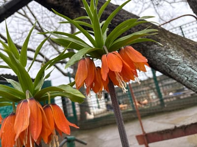 Captured at an indeterminate location within Пожарское сельское поселение, Ukraine, this low-angle, medium shot depicts two orange Fritillaria imperialis plants. Each plant features clusters of pendant, orange, bell-shaped flowers with long, white stamens. The flowers hang beneath a whorl of green, lance-shaped leaves. Bare tree branches and overcast sky are visible in the background. In the blurred background, there is a wire fence and some chickens. The ground surface shows signs of moisture.