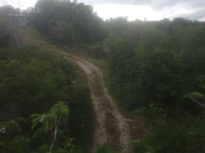 The image depicts a winding gravel path cutting through a dense, green forest under a cloudy sky. The path is narrow and appears to be an unpaved road or hiking trail. Lush vegetation, consisting of trees and bushes, flanks both sides of the path, with some taller trees visible on the right and a cluster of trees and a faint structure in the distance on the left. In the foreground, on the left side of the image, a branch with green leaves and dark berries hangs into the frame, partially obscuring the view of the path. The overall scene suggests a natural, possibly remote, outdoor environment, likely in a rural or forested area. There are no people or animals visible in the image. The lighting is diffused due to the overcast sky, casting a soft, slightly muted light on the landscape. The provided information about the location in Valkosel, Bulgaria, aligns with the visual characteristics of a Balkan forest environment.