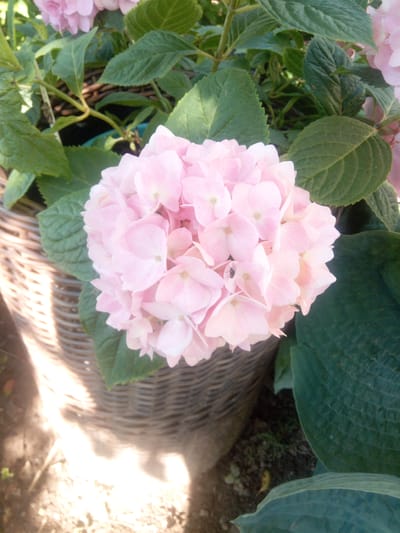 This is a close-up shot of a pink hydrangea flower in a woven basket. The flower is in full bloom, with many small petals clustered together. The leaves of the hydrangea plant are a deep green and surround the flower. The basket appears to be made of natural fibers and has a textured surface. The background is a mix of shadows and sunlight, suggesting an outdoor setting. There is a small fly on one of the flower petals. The image does not contain any information about the specific location within Первомайская, Russia.