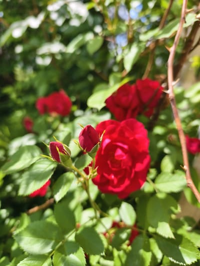 The image shows a close-up view of a rose bush with several red roses and rosebuds. The foreground is dominated by two rosebuds, which are a deep red color and are partially opened. Behind them, a fully bloomed red rose is visible, with its petals unfurling. In the background, more red roses and lush green leaves are blurred, suggesting a garden setting. A thorny branch of the rose bush runs vertically on the right side of the frame. The lighting suggests it is daytime, likely a sunny day, given the bright highlights on the leaves. The overall impression is of a vibrant, blooming rose bush in a natural outdoor environment. No people, visible text, or specific event are depicted. The location context is Malaya Shil'na, Russia.