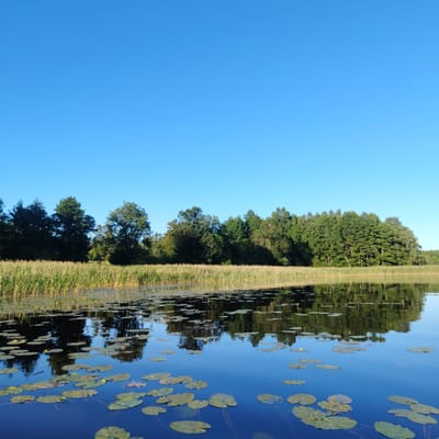 This is a wide-angle, eye-level outdoor photograph taken on a clear, sunny day. The scene depicts a serene lake with a dense forest bordering its far edge. The water is calm and reflects the clear blue sky and the treeline, creating a symmetrical effect. Lily pads are scattered across the surface of the water, with some appearing to be in bloom with small yellow flowers. Reeds grow along the shoreline, transitioning into a diverse forest of deciduous and coniferous trees. The sky is a uniform, bright blue with no clouds visible. The location is the vicinity of Vecslabada, Latvia.