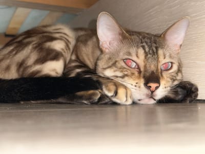 An indoor, eye-level shot shows a domestic cat lying on a reflective surface. The cat is positioned in the center of the frame, curled up on its side with its head resting on its paws. Its fur is a mix of brown and black stripes, characteristic of a tabby cat. The cat's eyes are prominently visible, reflecting a reddish-pink hue, possibly due to flash photography. The background consists of what appears to be the underside of a bed or furniture, with wooden slats and a textured surface. The lighting is dim, with a light source coming from the front, causing the reflection in the cat's eyes. The overall scene is still and quiet, with no other subjects or activities apparent.