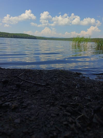 The image depicts a serene natural landscape on a sunny day. In the foreground, dark, coarse soil and small twigs are visible at the edge of a body of water. The water itself is calm, with gentle ripples reflecting the blue sky and scattered white clouds. In the middle ground, a distant shoreline is lined with a dense, green forest. Towards the right side of the image, tall, reedy grass grows out of the water. The sky above is a vibrant blue, populated with fluffy white cumulus clouds, suggesting fair weather. The overall scene conveys a peaceful and natural environment. The location is described as Nepryakhinskoye Sel'skoye Poseleniye, Russia.