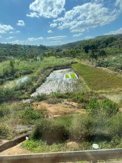 This image captures a vibrant rural landscape in Thôn 8, Vietnam, viewed from an elevated vantage point, possibly a balcony or window. The scene is dominated by agricultural fields and lush vegetation under a bright, clear blue sky with scattered white cumulus clouds, indicating fair daytime weather.
In the midground, a large, flooded paddy field is a central feature. Sections of this field are clearly planted with young, bright green rice seedlings arranged in distinct rectangular plots, while other areas of the field appear freshly tilled, muddy, and reflective of the sky. A narrow body of water, possibly an irrigation canal or stream, winds through the lower part of the landscape, bordered by various green plants and earthy banks.
Beyond the agricultural areas, dense green foliage covers rolling hills that stretch into the distance. A faint power line or utility pole can be seen on the distant horizon against the sky. In the immediate foreground on the right, a part of a metal railing and a concrete structure are visible, from which the photograph was taken. A small, white, disc-shaped object, possibly a light fixture or a small satellite dish, is affixed near the railing.
No people are visible in the image. The scene suggests ongoing agricultural activity, specifically rice cultivation, and evokes a sense of tranquility typical of a rural setting. There is no visible text in the image.